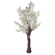 Снимка на Дърво голямо китайска череша бяла