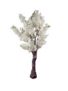Снимка на Дърво голямо китайска череша бяла