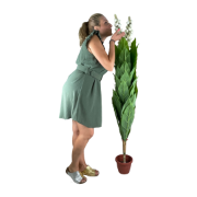 Снимка на Голямо цвете в саксия бял цвят