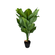 Снимка на Цвете фикус 