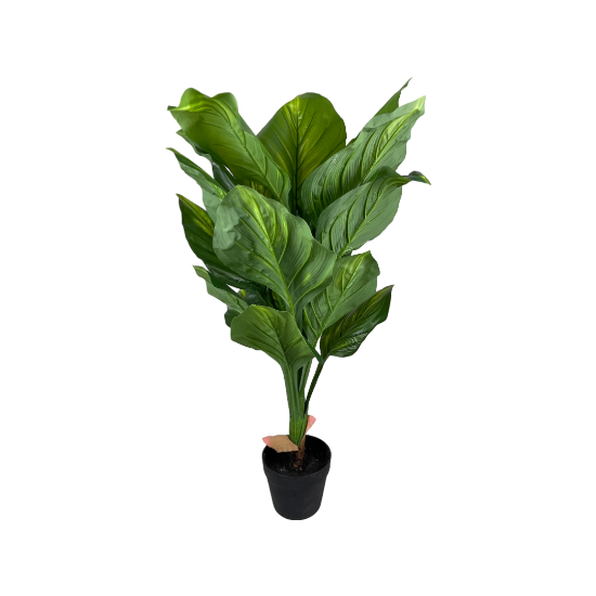 Снимка на Цвете фикус 