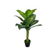 Снимка на Цвете фикус 