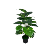 Снимка на Цвете фикус 