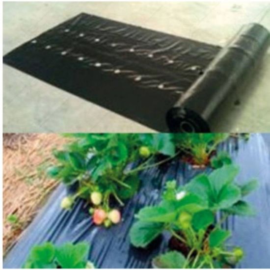 Снимка на Найлон за ягоди - черен