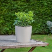 Снимка на Саксия с дренаж 14x12.5x9 см 1.9 л мръснобяла SERINOVA