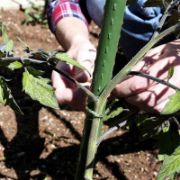 Снимка на Стоманено колче за растения с PE покритие ø1.1 см 120 см BRADAS